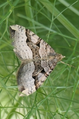 Xanthorhoe semifissata