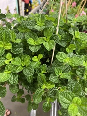 Pilea nummulariifolia