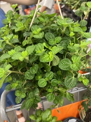 Pilea nummulariifolia