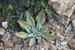 Echeveria