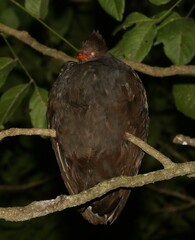 Megapodius reinwardt