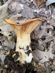 Lactarius peckii