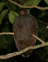 Megapodius reinwardt