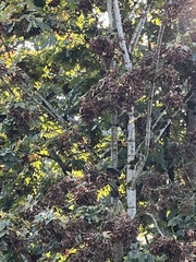 Aphelocoma californica