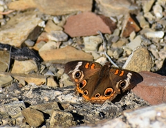 Junonia coenia coenia
