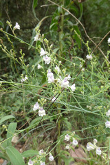 Linaria repens