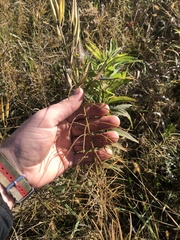 Asclepias verticillata