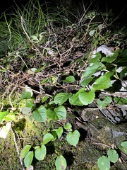 Hydrangea hydrangeoides