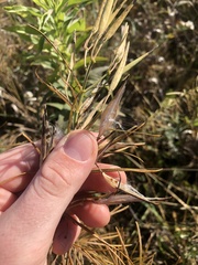 Asclepias verticillata