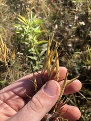 Asclepias verticillata
