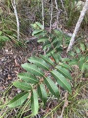 Canarium australianum