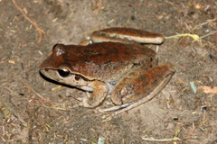 Ranoidea lesueuri