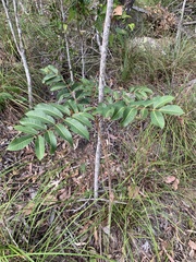 Canarium australianum