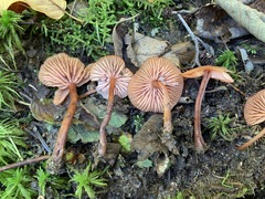 Laccaria striatula