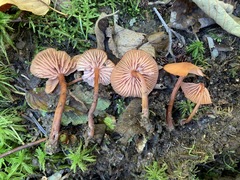 Laccaria striatula