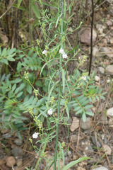 Linaria repens