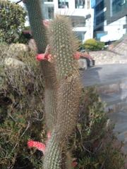 Cleistocactus