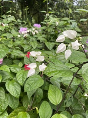 Clerodendrum thomsoniae