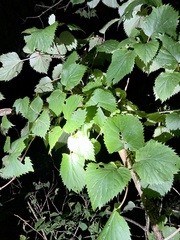 Hydrangea hydrangeoides
