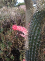 Cleistocactus