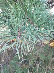 Pinus rigida