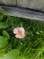 Papaver rhoeas