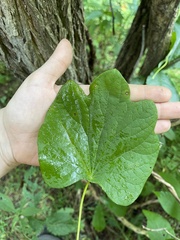 Menispermum canadense