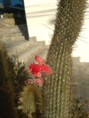 Cleistocactus