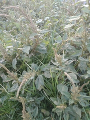 Amaranthus
