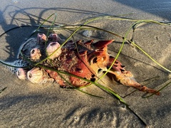 Panulirus interruptus