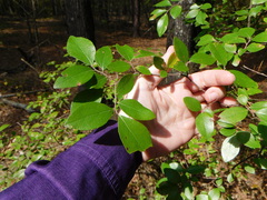 Vaccinium arboreum