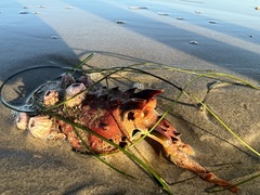 Panulirus interruptus