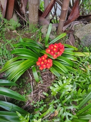 Clivia miniata