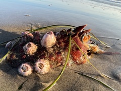 Panulirus interruptus