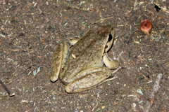 Ranoidea lesueuri