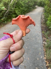 Cantharellus coccolobae