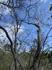 Cochlospermum gillivraei