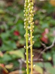 Galax urceolata
