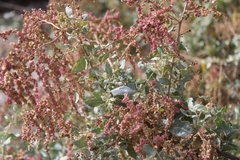 Atriplex lentiformis