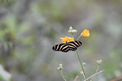 Heliconius charithonia vazquezae