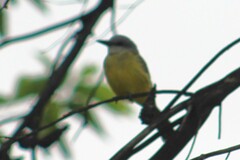 Tyrannus melancholicus