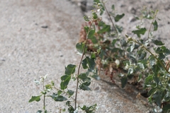 Atriplex lentiformis
