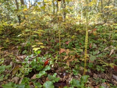 Galax urceolata