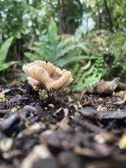 Cymatoderma caperatum