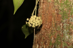 Hoya pottsii
