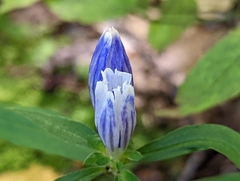 Gentiana decora
