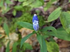 Gentiana decora