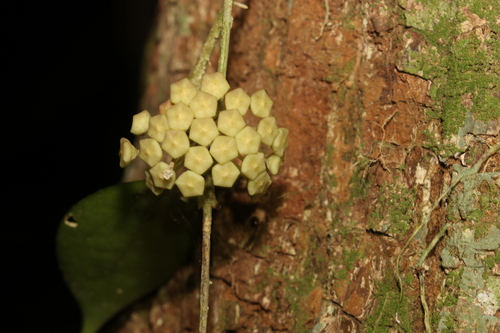 Image of Ridley's Hoya (Hoya verticillata) by (c) Greg Tasney, some rights reserved (CC BY-SA)