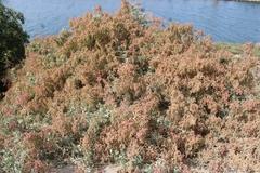 Atriplex lentiformis