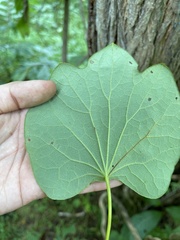 Menispermum canadense